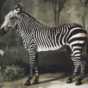 50cm Square Cushion Cover  ..Zebra
